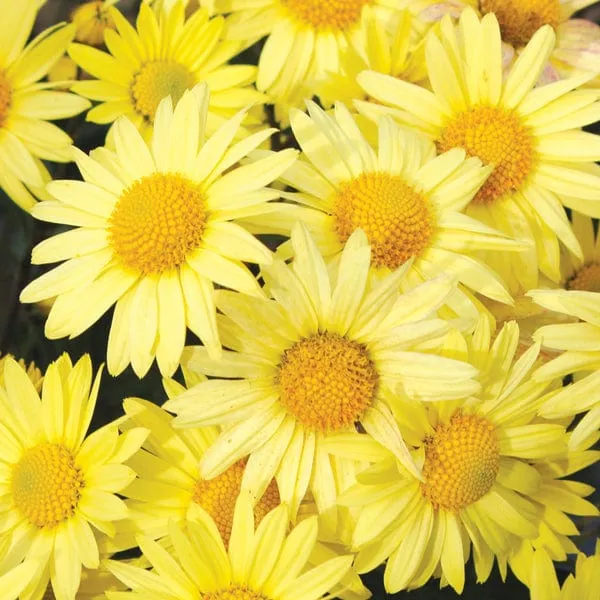 World Botanics Garden Hardy chrysanten jonge planten 5 st winterhard