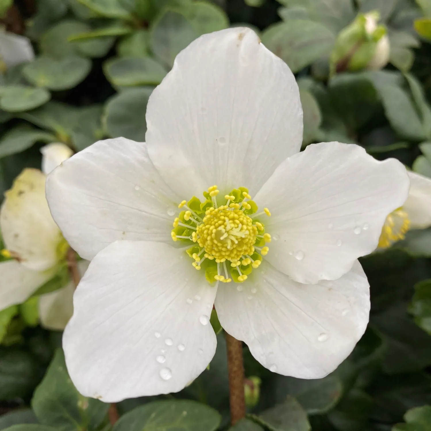 World Botanics Helleborus Niger Christmas Carol kerstroos 9cm wit