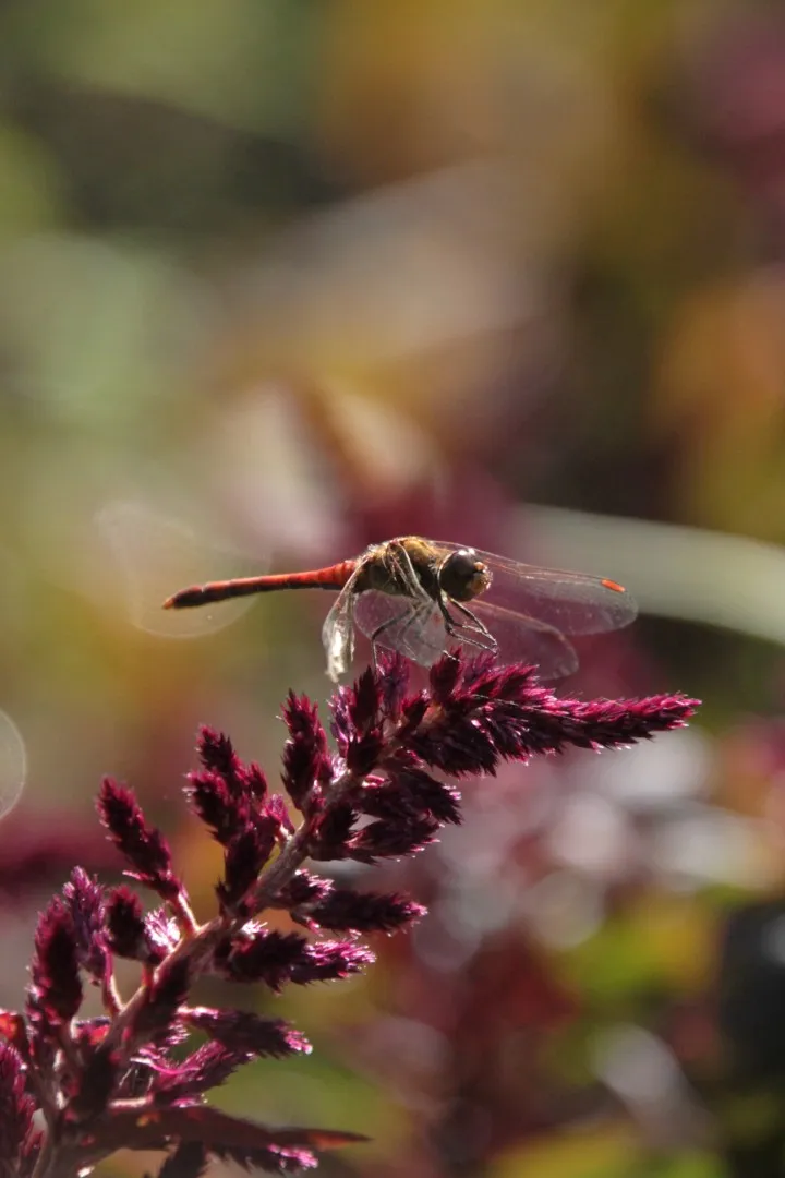 Vitale Rassen Oeschberg amaranth zaden onbespoten