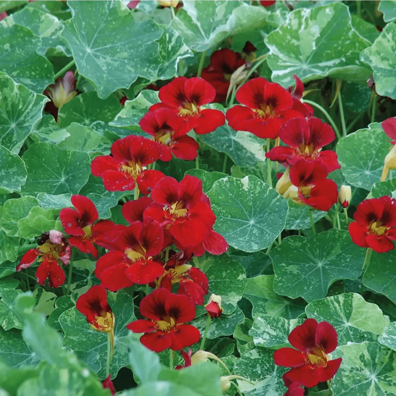 World Botanics Nasturtium Red Troika bloemzaden rood eetbaar
