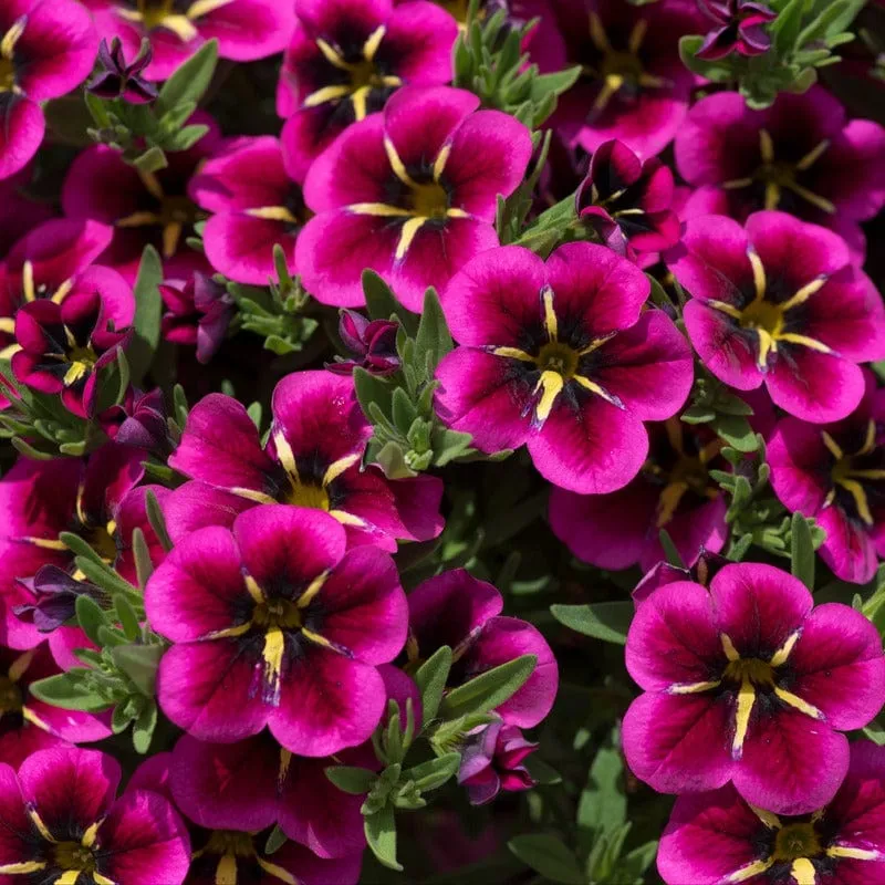 World Botanics Calibrachoa Goodnight Kiss jonge planten 5 stuks