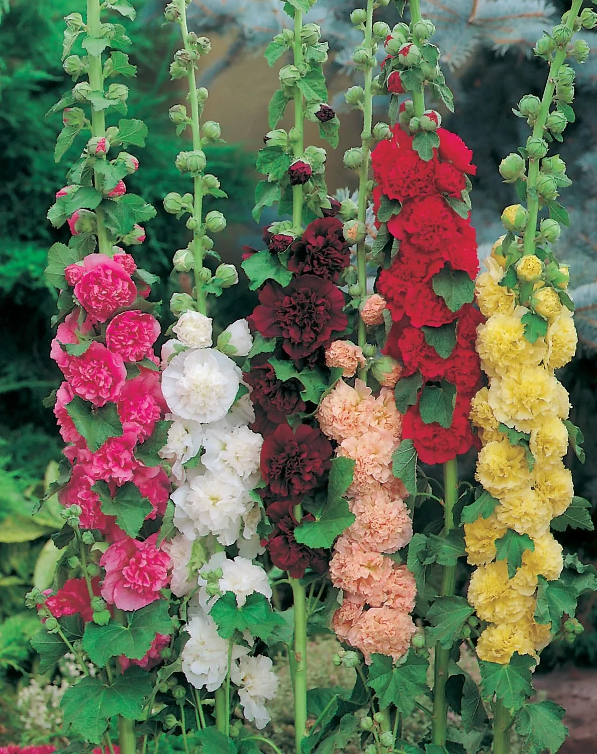 World Botanics Hollyhock Double Mixed stokroos zaden gemengd
