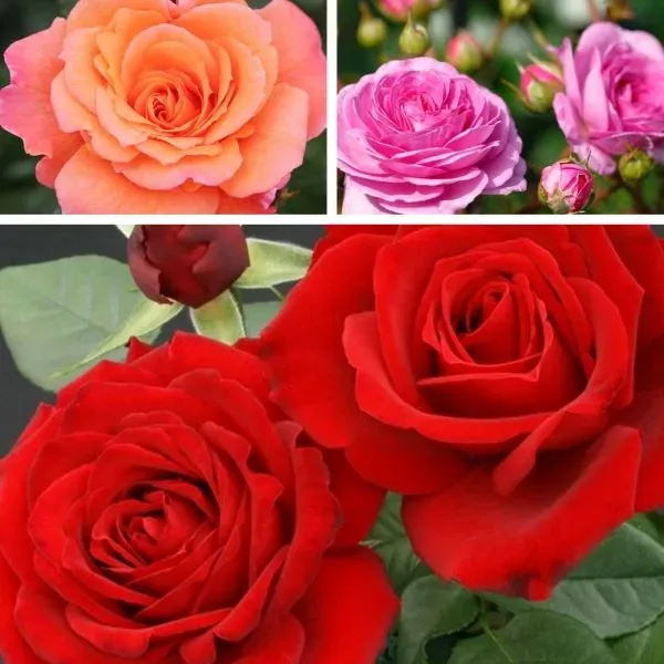 World Botanics Klimrozen Trio kale wortel rood oranje lila 3 stuks