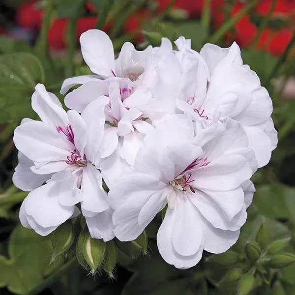 World Botanics Sunflair Eva White geranium jonge planten 5 stuks