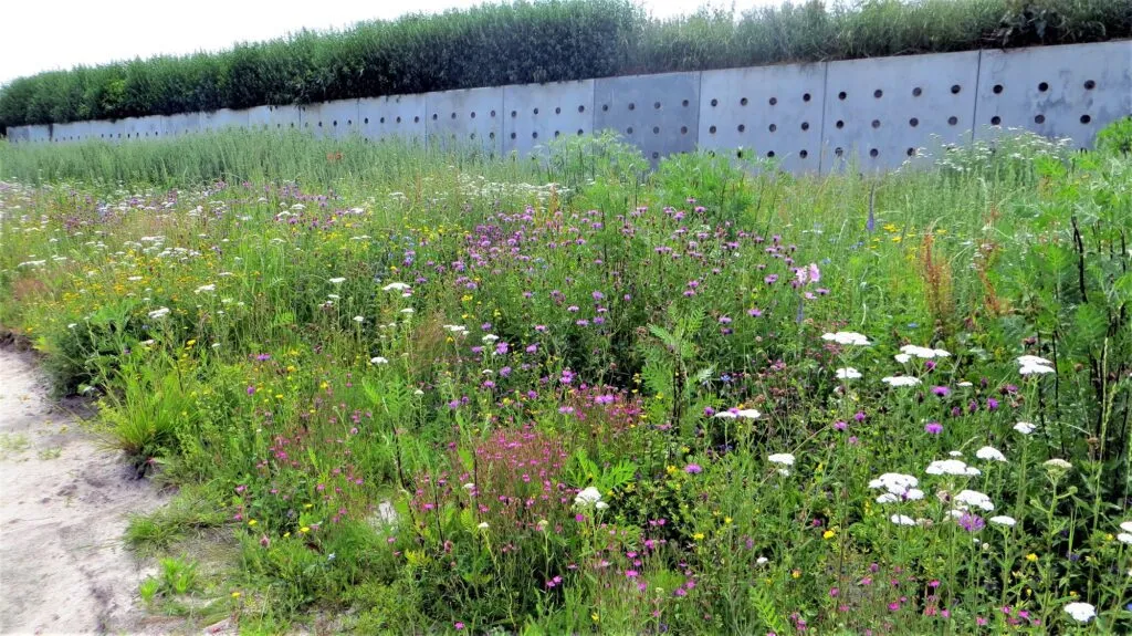 MediGran Nectarflora NGD-50 bloemenzaad inheems mengsel