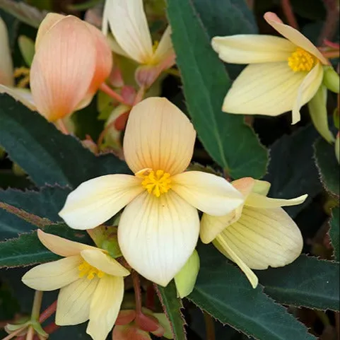 World Botanics Begonia Starshine Yellow planten 5 stuks geel