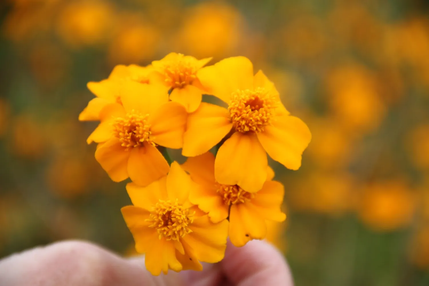 Vitale Rassen Kleurbom bloemenmix zaden onbespoten