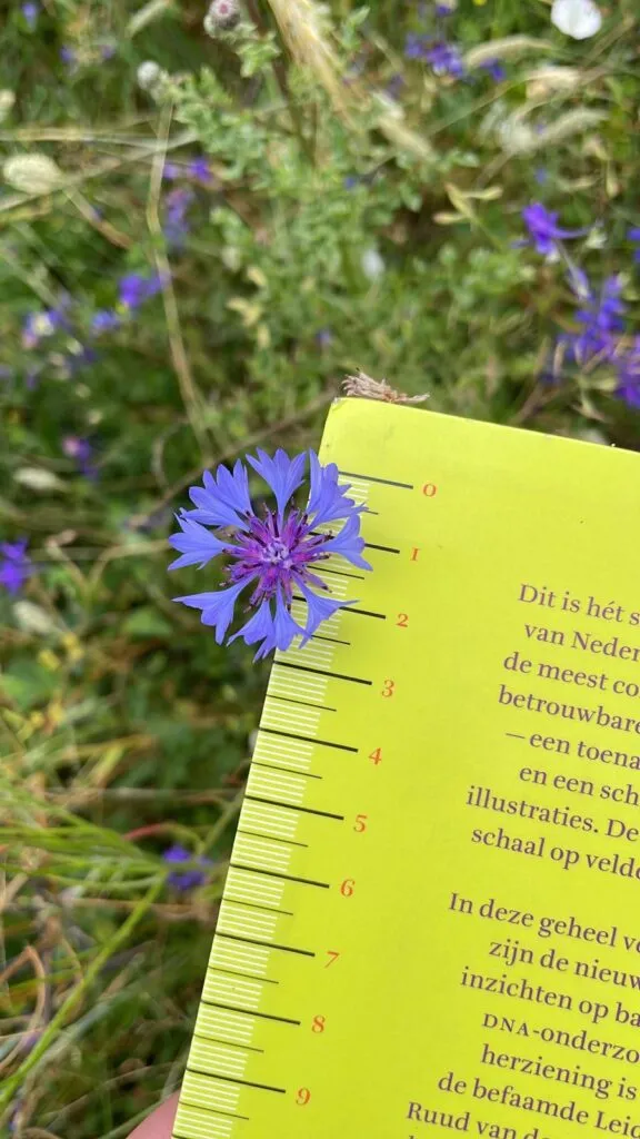MediGran Centaurea cyanus Korenbloem zaden onbespoten