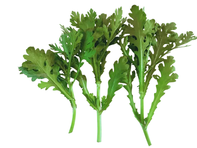 Vitale Rassen Chrysanthemo bladgroente zaden