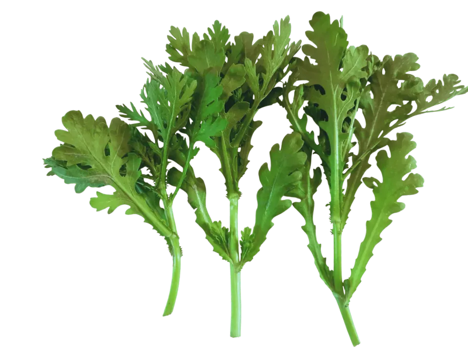 Vitale Rassen Chrysanthemo bladgroente zaden