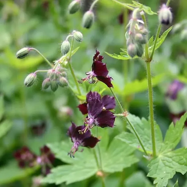 MediGran Geranium phaeum donkere ooievaarsbek zaden onbespoten