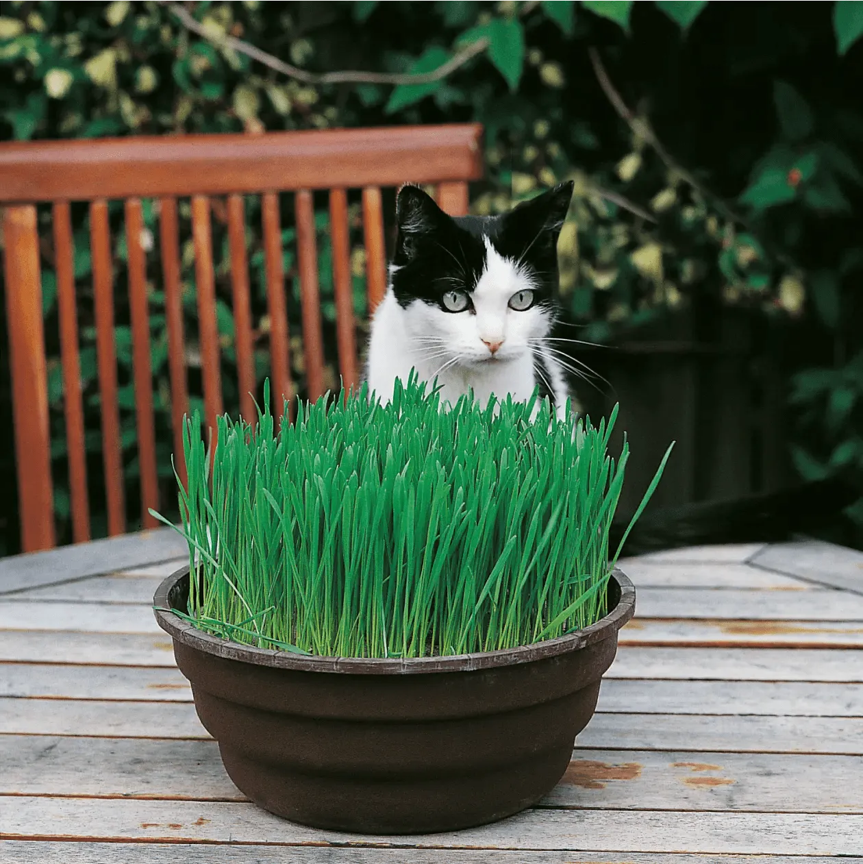 World Botanics Avena Sativa kattengras zaden haver