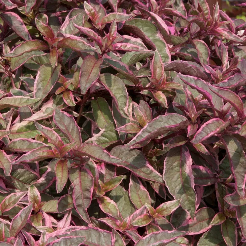World Botanics Fuchsia Tom West jonge planten 5 stuks winterhard