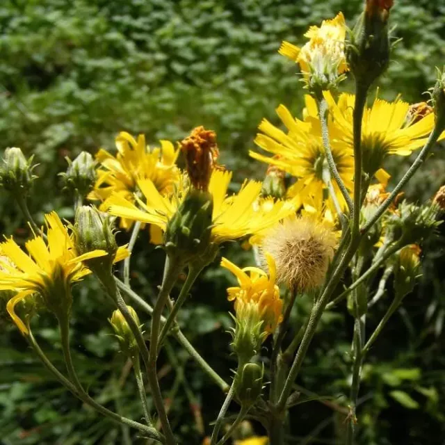MediGran Hieracium sect. Hieracioides schermhavikskruid zaden