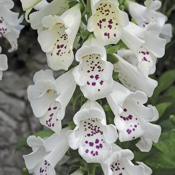 World Botanics Dalmatian vingerhoedskruid planten 5 stuks bijen