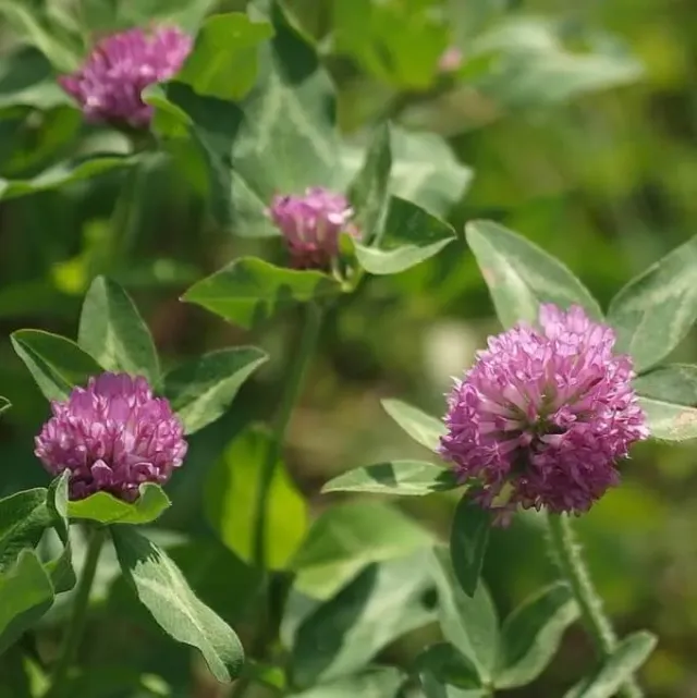 MediGran Trifolium pratense Rode klaver zaden onbespoten