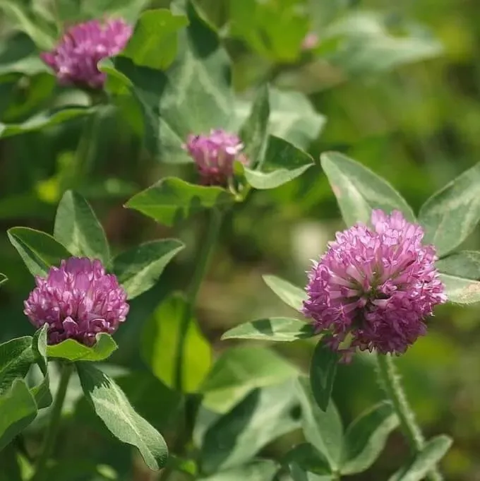 MediGran Trifolium pratense Rode klaver zaden onbespoten