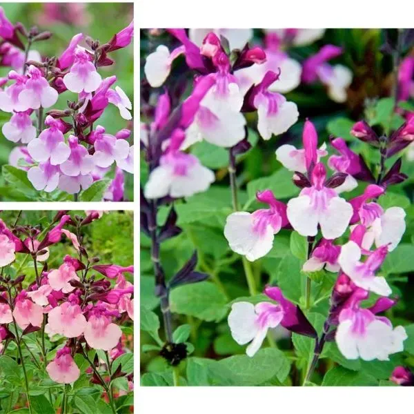 World Botanics Salvia Melba bloemplant 15 stuks pastel