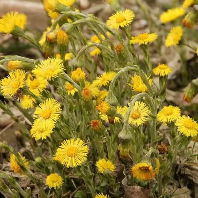 MediGran Tussilago farfara Klein hoefblad zaden wild