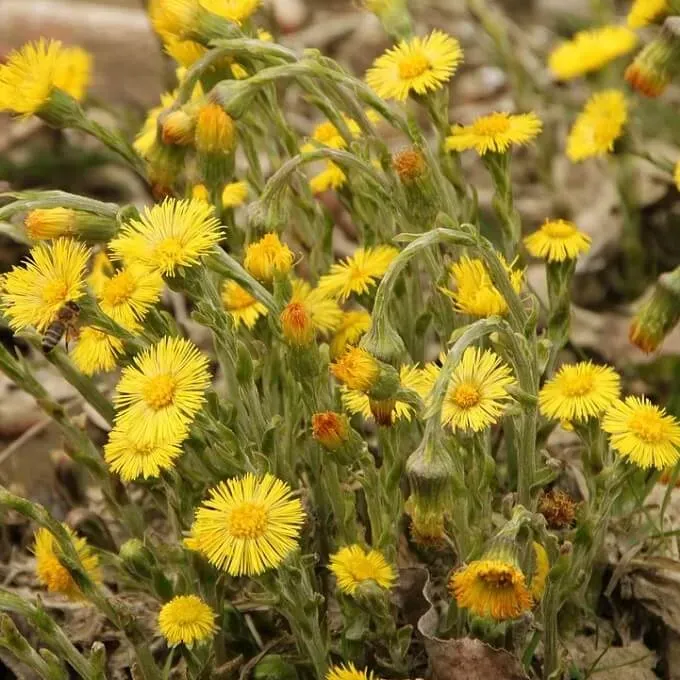 MediGran Tussilago farfara Klein hoefblad zaden wild