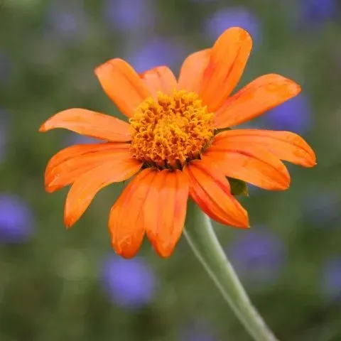 Vitale Rassen Mexicaanse zonnebloem oranje zaden onbespoten