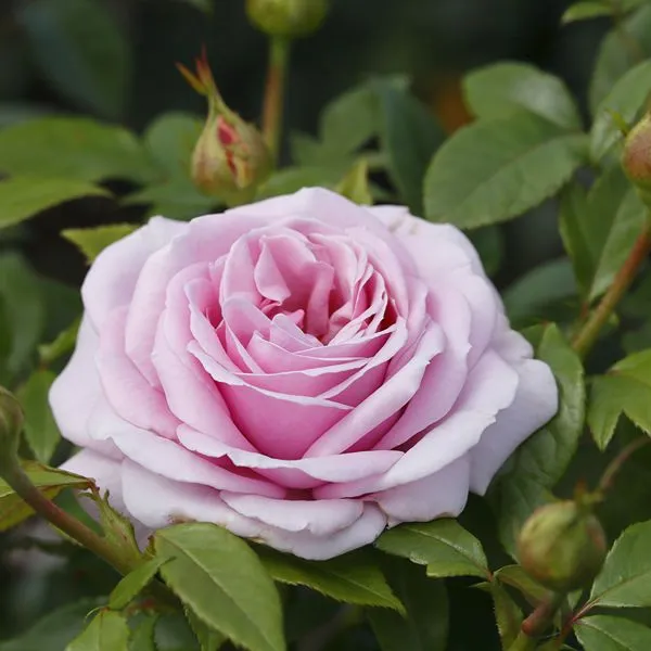 World Botanics Hybrid Tea Trio rozen kale wortel 3 stuks