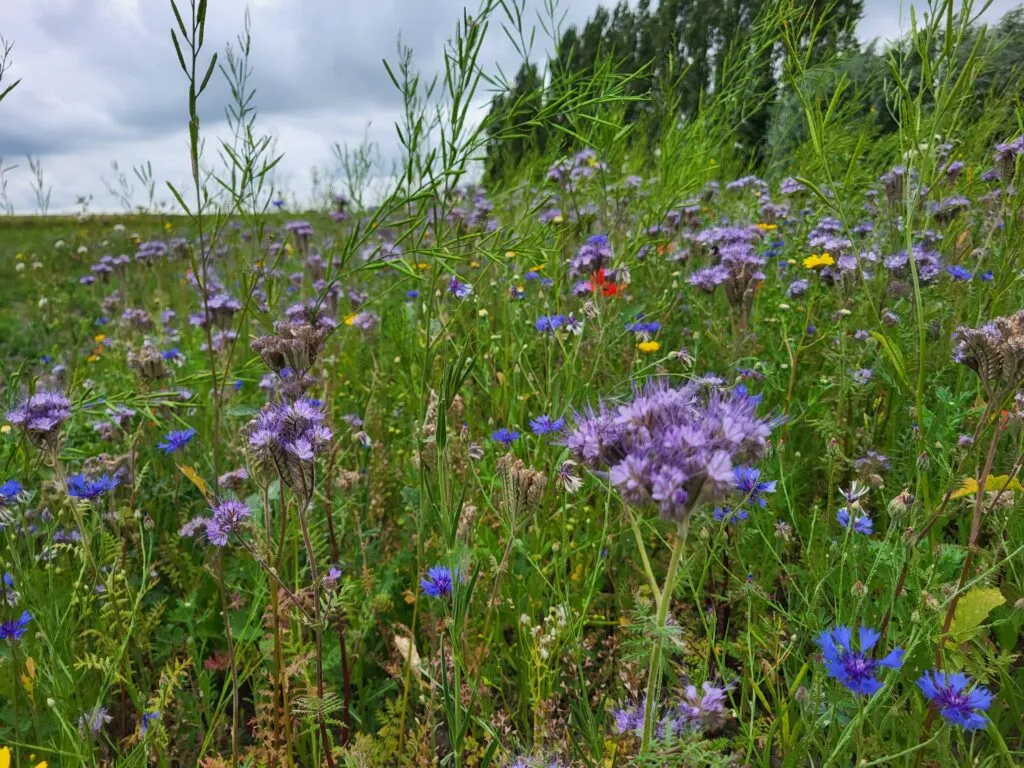 MediGran BGM-20 biologische groenbemester bloemrijk