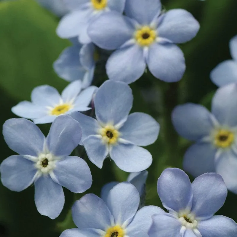 World Botanics Mon Amie Blue vergeet-mij-nietje 30 planten blauw