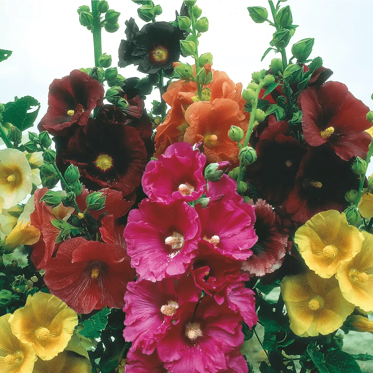 Johnsons Hollyhock Giant Single stokroos zaden gemengd