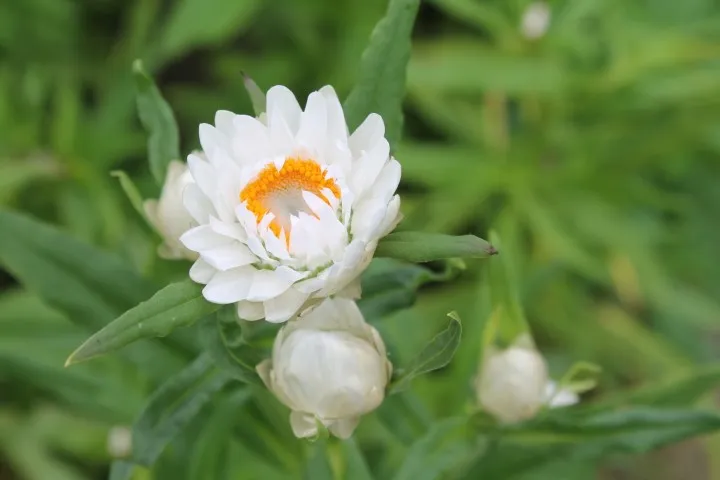 Vitale Rassen Strobloem mix bloemzaden onbespoten