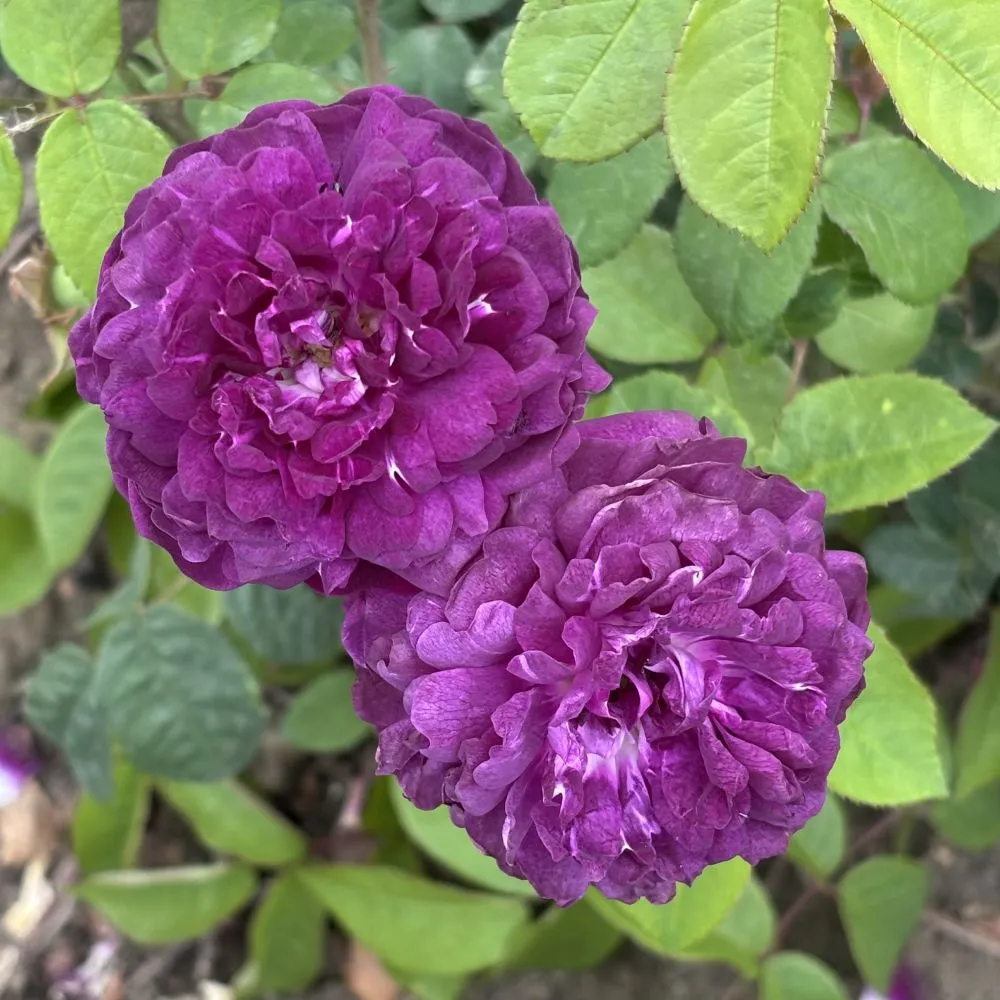 World Botanics Cardinal de Richelieu struikroos paars 1 plant