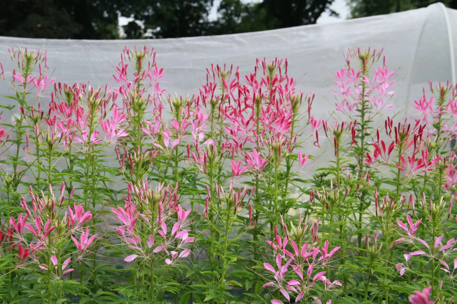 Vitale Rassen Kattensnor bloemzaden hoge border