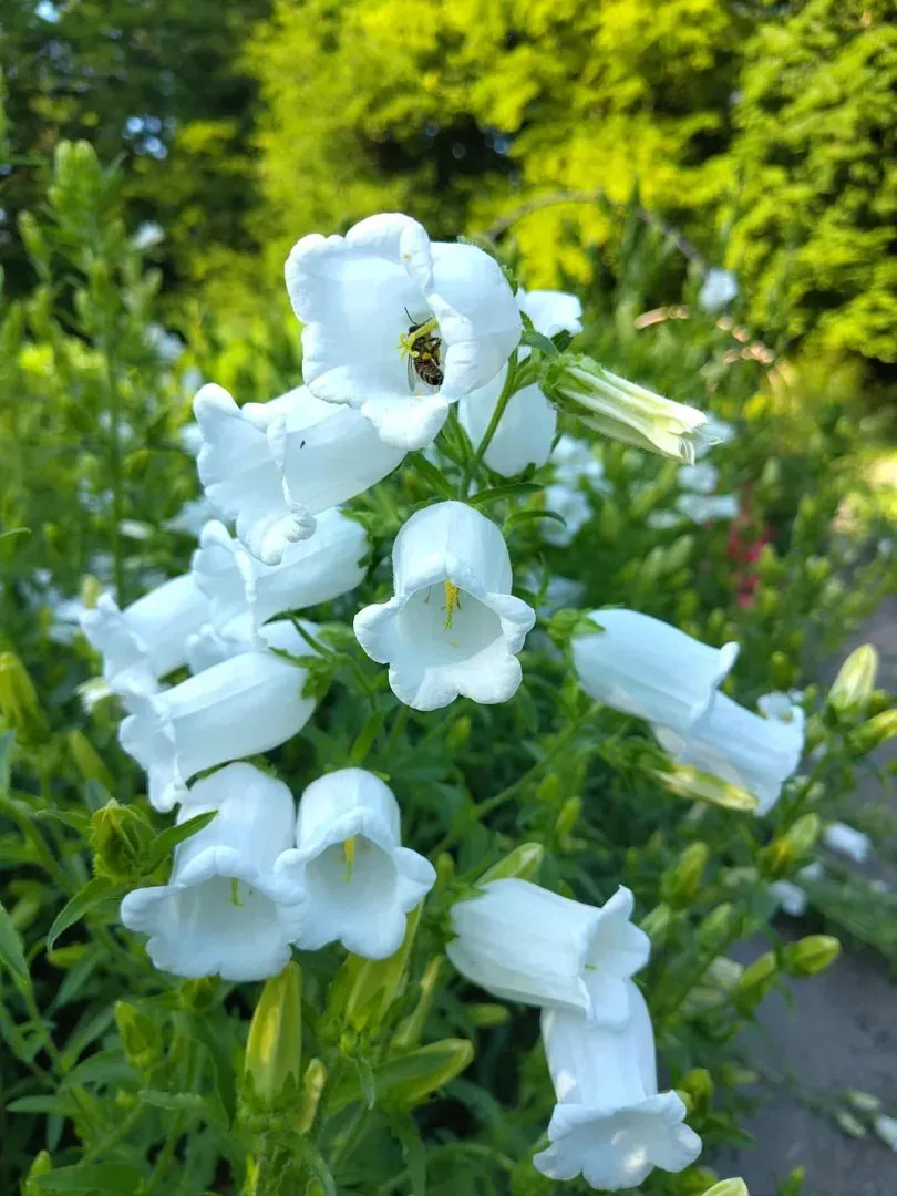 Vitale Rassen Mariëtteklokje Single White zaden