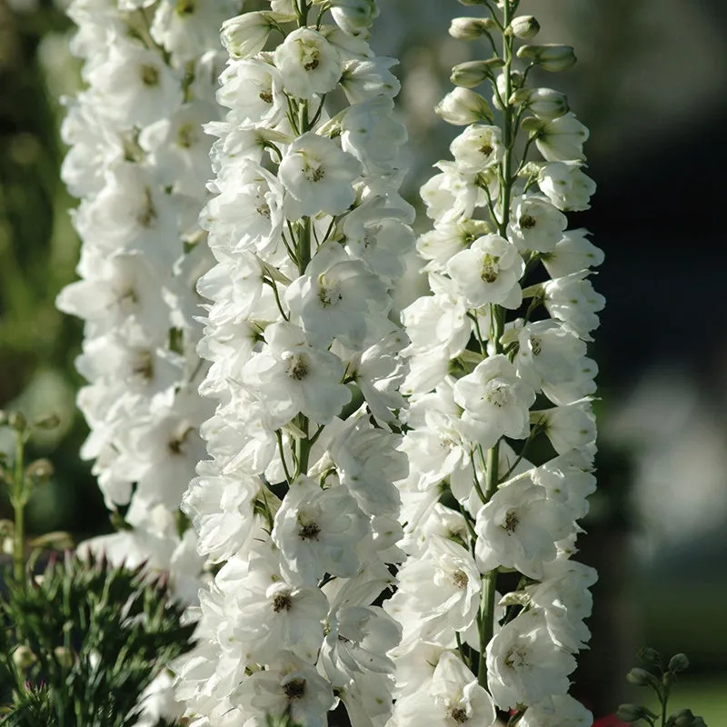 Delphinium Aurora White bloemplanten wit 5 stuks