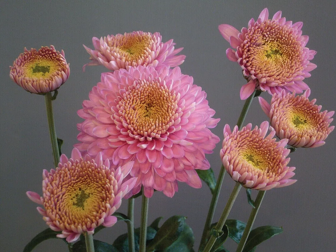 Chrysanthemum Margaret jonge planten mix 5 stuks herfst