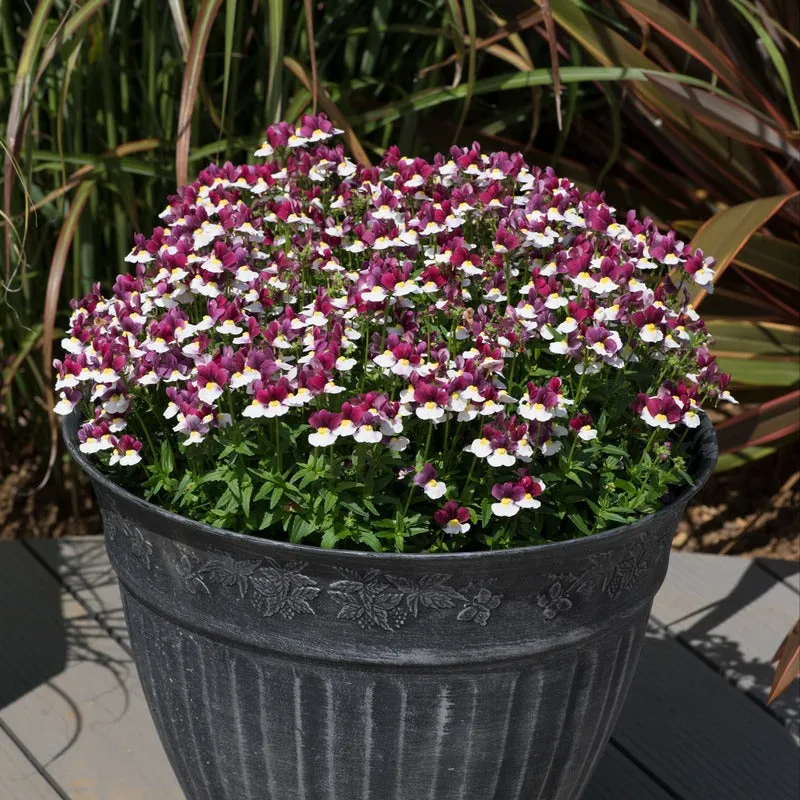 World Botanics Nemesia Lady collectie 15 jonge planten