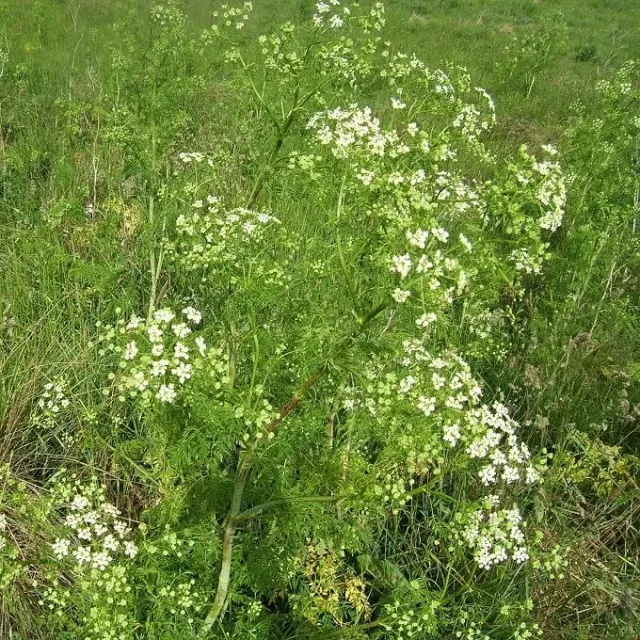 MediGran Conium maculatum Gevlekte scheerling zaden wild