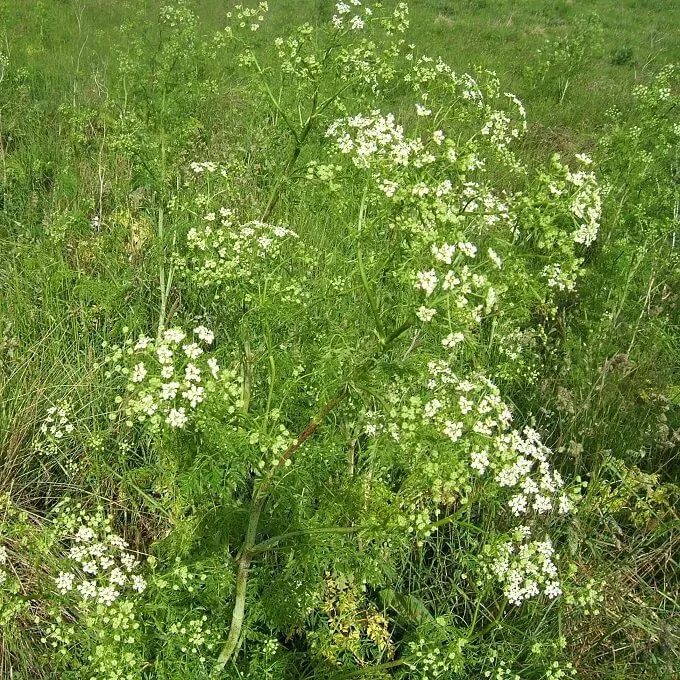 MediGran Conium maculatum Gevlekte scheerling zaden wild
