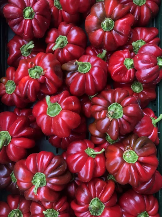 Vitale Rassen Ronde Hongaarse paprika zaden onbespoten