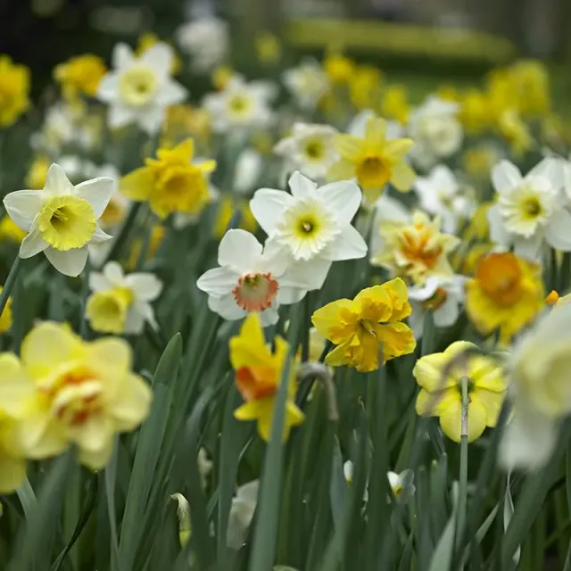 World Botanics Narcissus Mixed Colours bloembollen 70 stuks gemengd