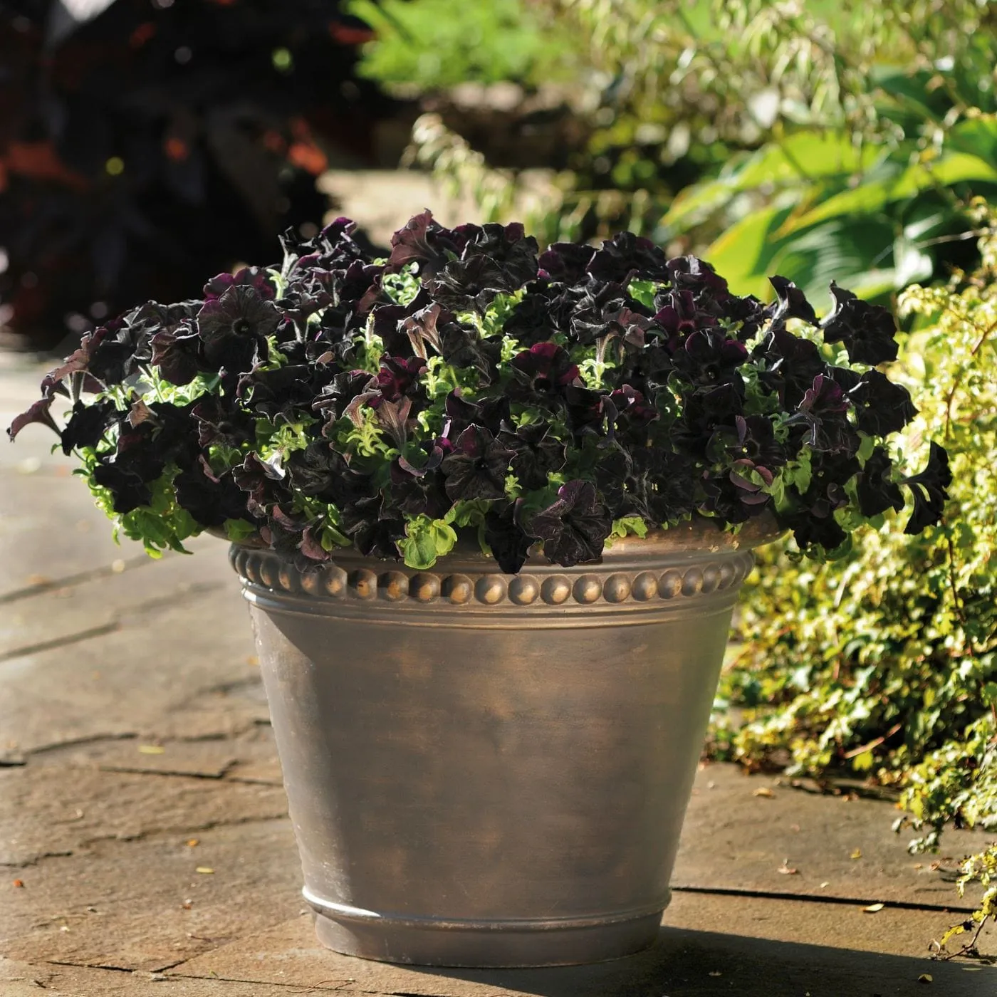 World Botanics Black Velvet petunia 5 jonge planten