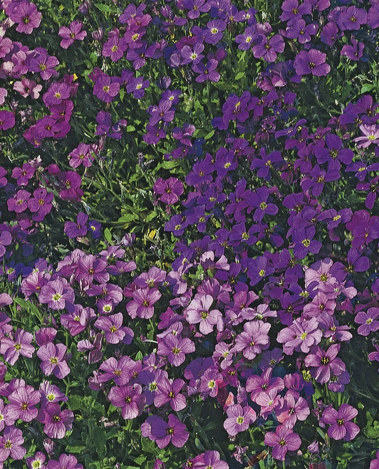 World Botanics Cascade aubrieta bloemenzaden gemengd