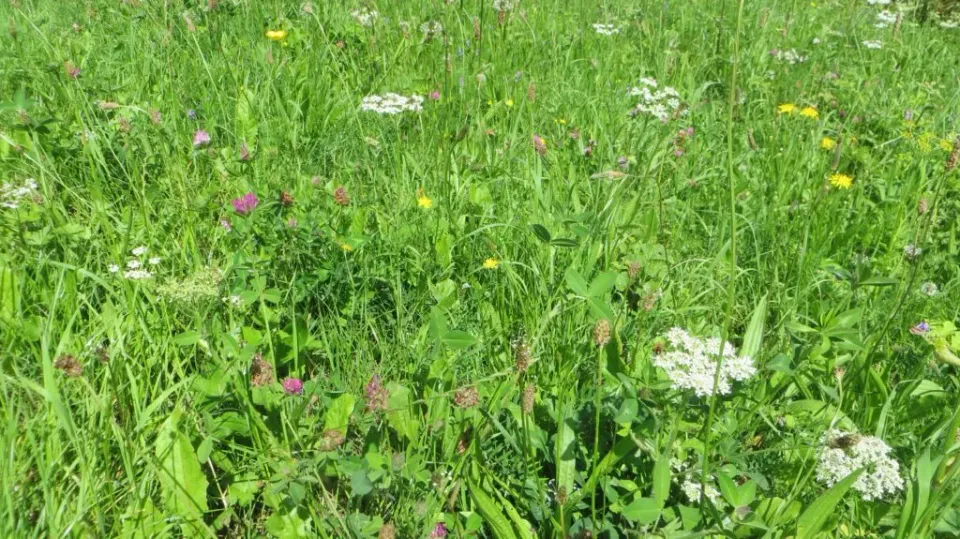 MediGran Bloemrijk Weidevogelland BW-1 graszaad 23 soorten