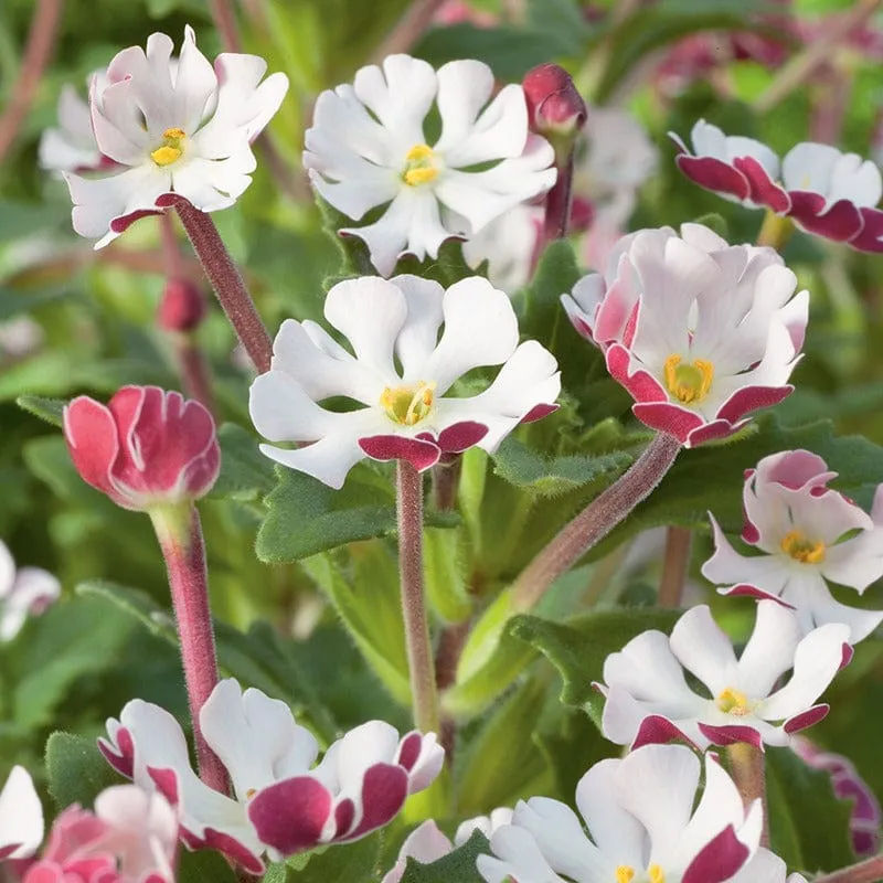 World Botanics Night Phlox Zaluzianskya ovata bloemplanten 3 stuks geurend