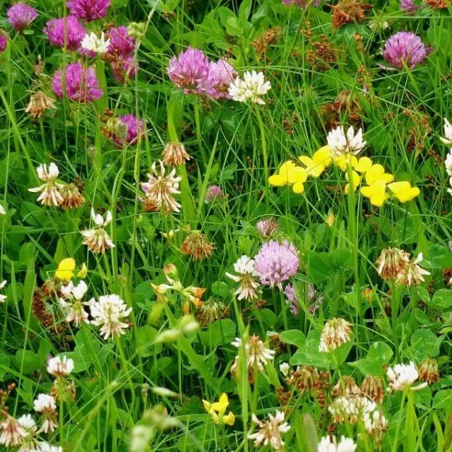 MediGran Bloemengazon MG-1 gazonzaad betreedbaar