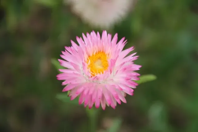 Vitale Rassen Silvery Rose strobloem zaden onbespoten