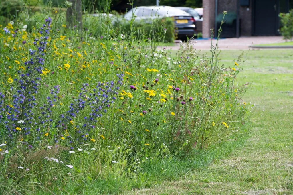 MediGran Landschapsflora LKV-10 zadenmengsel inheems