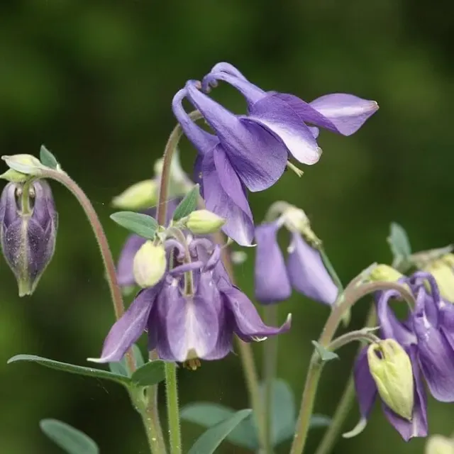 MediGran Aquilegia vulgaris zaden wilde akelei paarsblauw