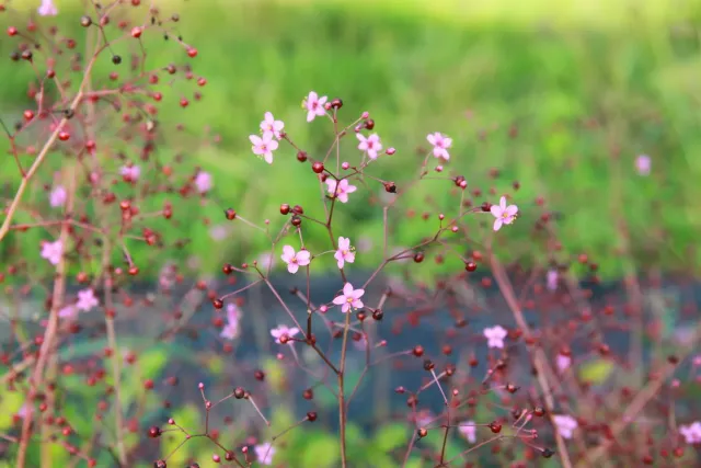Vitale Rassen Jewels of Opar zaden roze