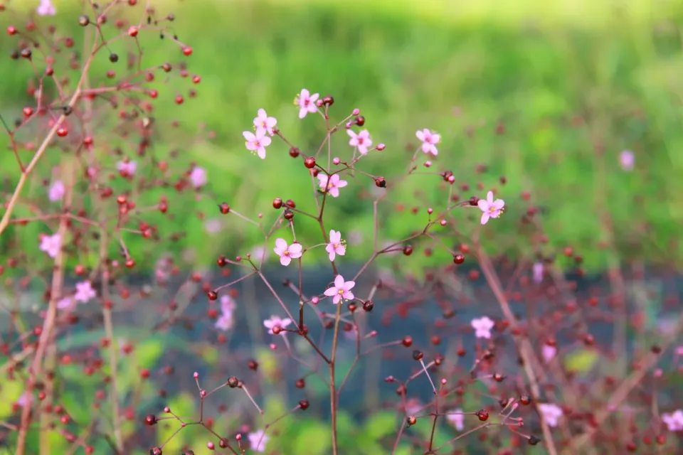 Vitale Rassen Jewels of Opar zaden roze